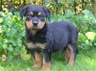 Rottweiler pups - 4 - Thumbnail