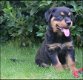 Rottweiler pups - 3 - Thumbnail
