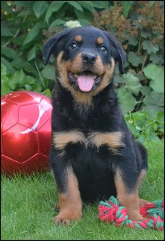 Rottweiler pups - 5