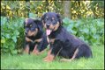 Rottweiler pups - 7 - Thumbnail
