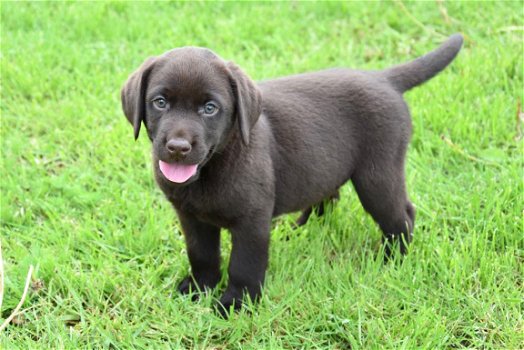 Labrador pups - 2