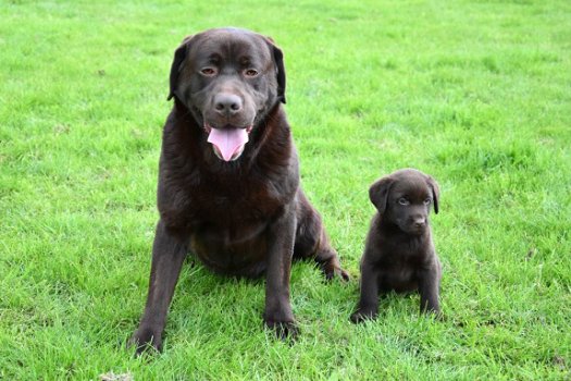 Labrador pups - 3