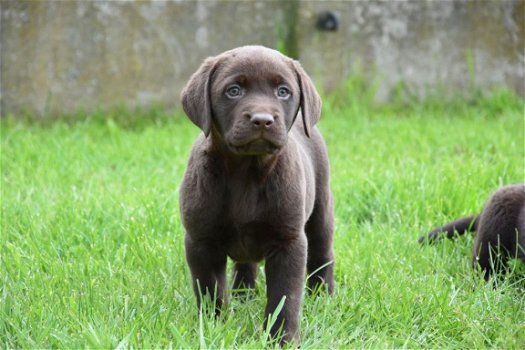 Labrador pups - 4