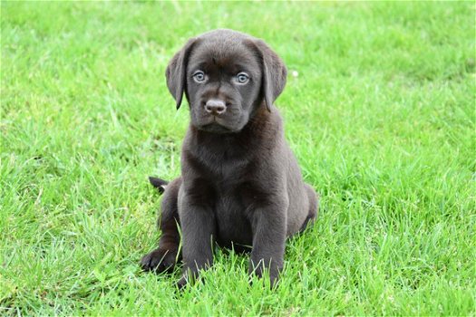 Labrador pups - 5