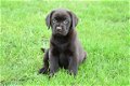 Labrador pups - 5 - Thumbnail