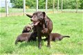 Labrador pups - 6 - Thumbnail