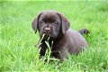 Labrador pups - 8 - Thumbnail