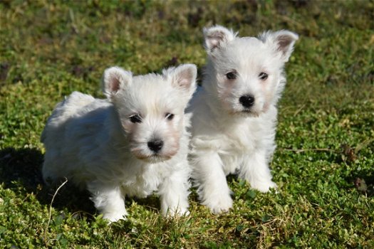 Westie pups - 1