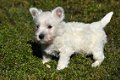 Westie pups - 2 - Thumbnail