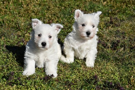 Westie pups - 4