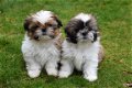 Shih tzu pups - 1 - Thumbnail