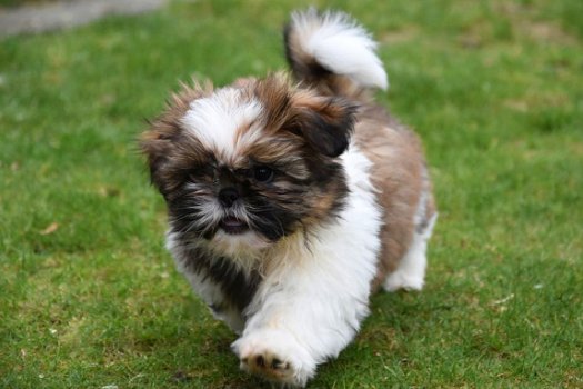 Shih tzu pups - 2