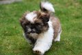 Shih tzu pups - 2 - Thumbnail