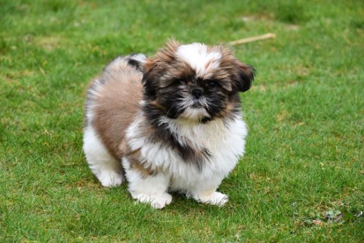 Shih tzu pups - 3