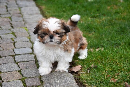 Shih tzu pups - 4