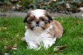 Shih tzu pups - 5 - Thumbnail