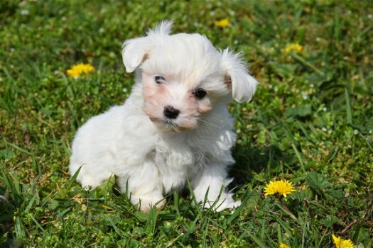 Maltezer pups - 1