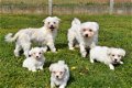 Maltezer pups - 2 - Thumbnail