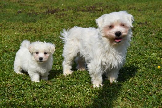 Maltezer pups - 3