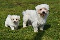 Maltezer pups - 3 - Thumbnail