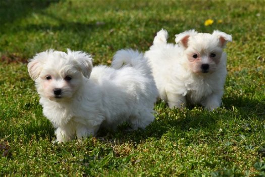 Maltezer pups - 4