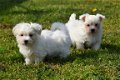 Maltezer pups - 4 - Thumbnail