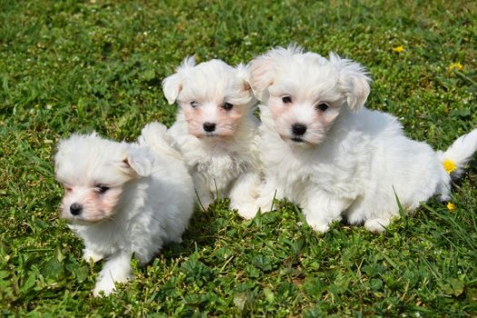 Maltezer pups - 5