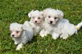 Maltezer pups - 5 - Thumbnail