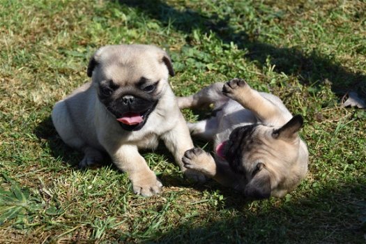 Mops pups - 6