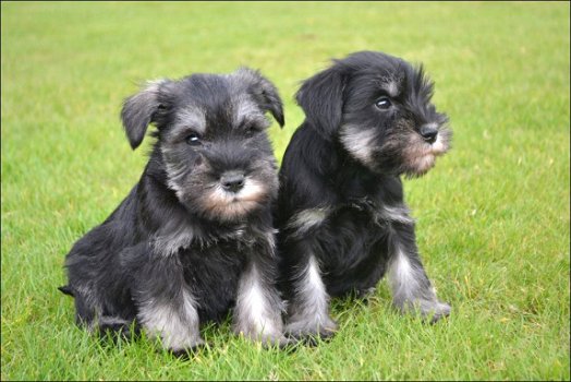 Schnauzer pups - 1