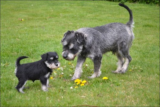 Schnauzer pups - 2