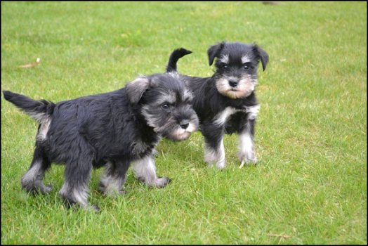 Schnauzer pups - 3