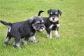 Schnauzer pups - 3 - Thumbnail