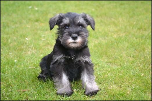 Schnauzer pups - 4