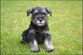 Schnauzer pups - 4 - Thumbnail