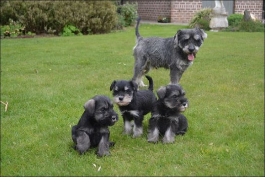 Schnauzer pups - 5