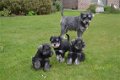 Schnauzer pups - 5 - Thumbnail