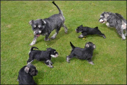 Schnauzer pups - 6