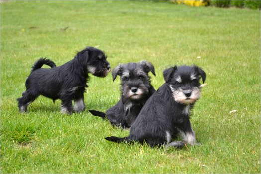 Schnauzer pups - 7