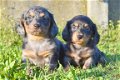 Teckel pups - 1 - Thumbnail