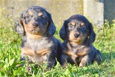 Teckel pups