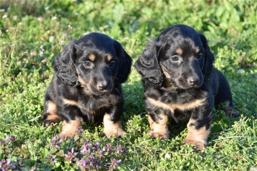 Teckel pups - 2