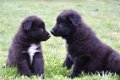 Groenendaeler pups - 5 - Thumbnail