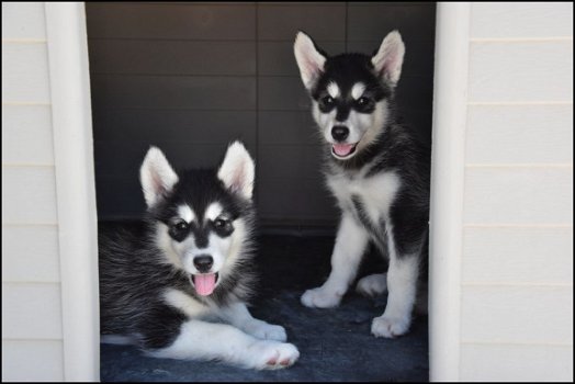 Alaskan malamute pups - 1