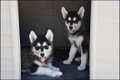 Alaskan malamute pups - 1 - Thumbnail