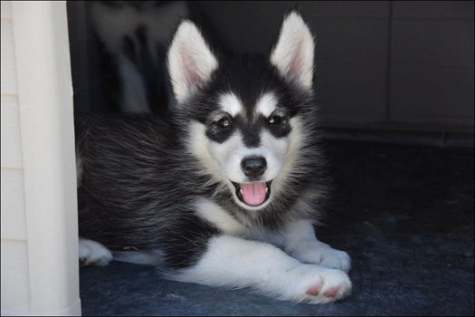 Alaskan malamute pups - 2