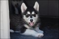 Alaskan malamute pups - 2 - Thumbnail