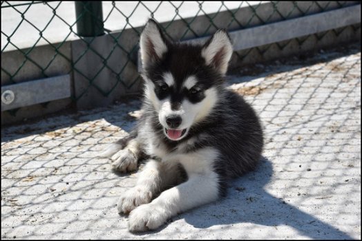 Alaskan malamute pups - 3