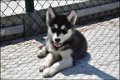 Alaskan malamute pups - 3 - Thumbnail