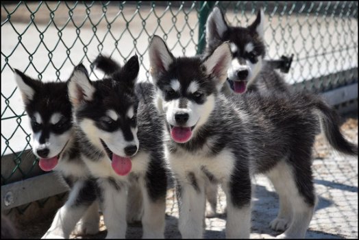 Alaskan malamute pups - 4